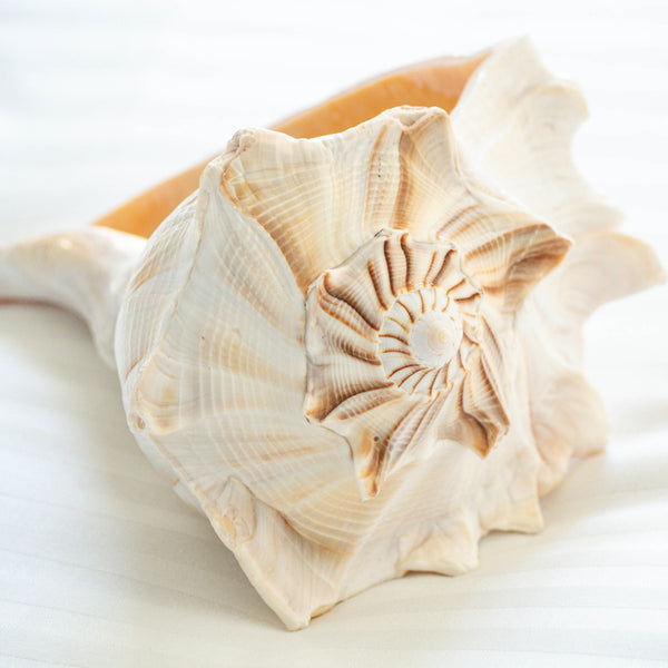 Natural Beige Left Handed Whelk Conch Seashell - Limited Stock